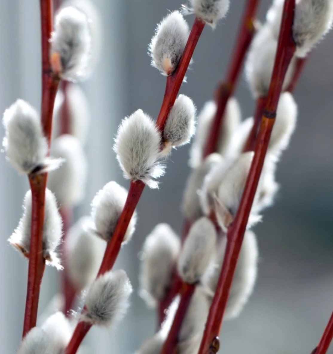 #Fairytaletuesday #superstitiology
A Polish legend tells of a cat who called for help after her kittens fell into a river.Willow trees appeared and  extended their branches to the kittens in the water. It's believed the furry buds on willows are where the kittens once clung.