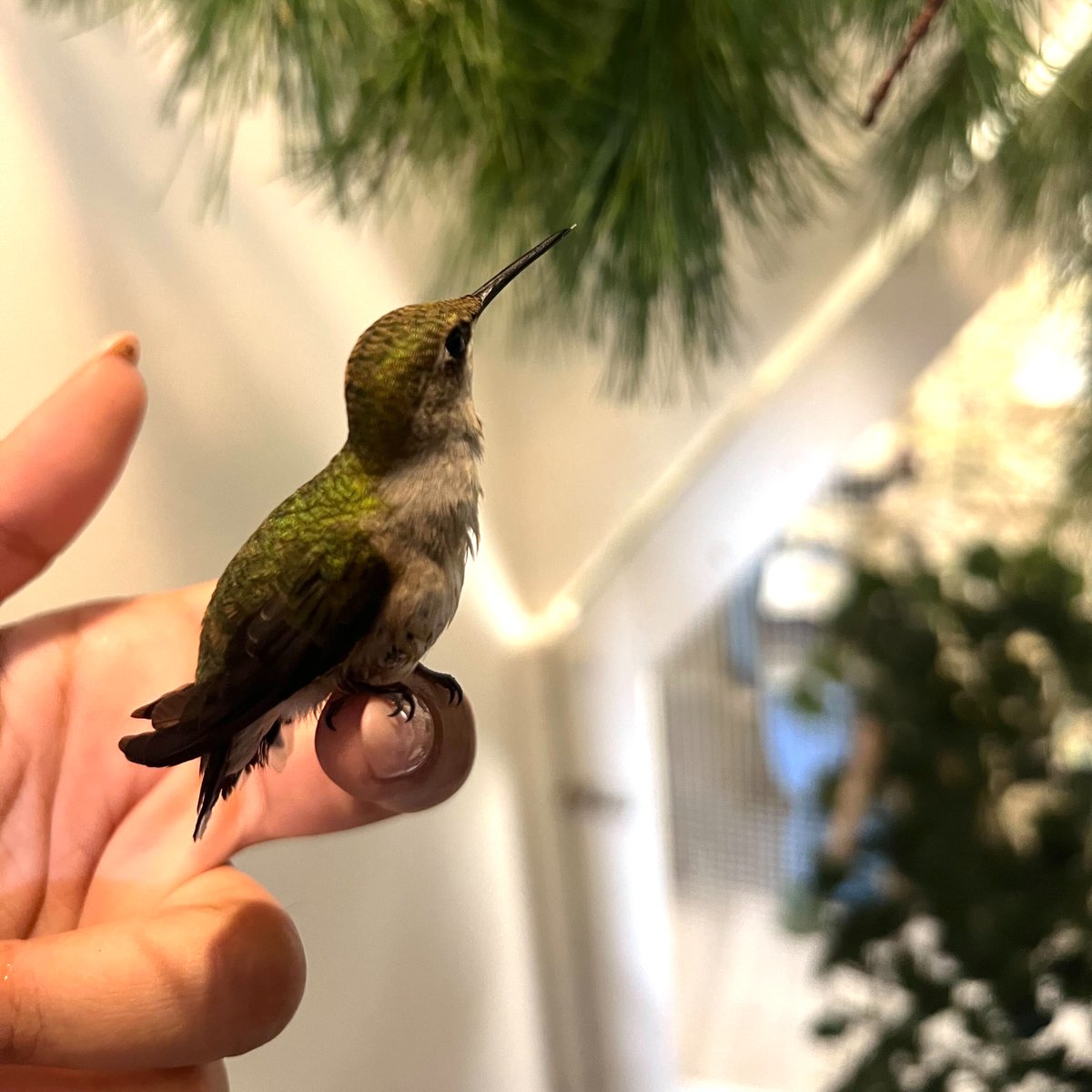 wildbirdfund's tweet photo. What a joy to see this ruby-throated hummingbird respond to care and perk up! He was rescued following a window collision and grew even worse after arriving at the clinic. But he finally rebounded, and yesterday we released him — zip zip — into Central Park.

📷: Lily Lugo https://t.co/pUnpDpGcOz