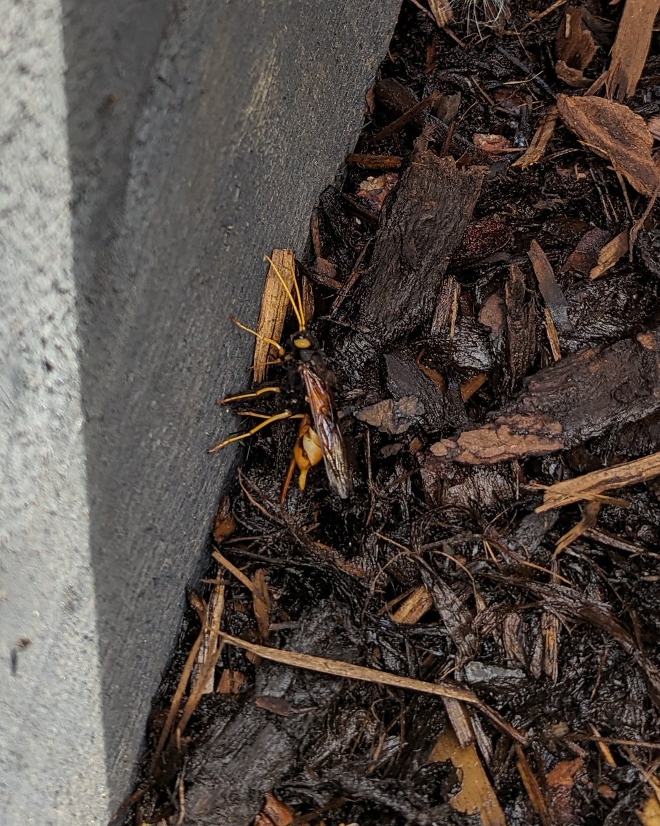 DerbyCraigy's tweet photo. Wondered what the hell this thing was that came hovering into me garden like a helicopter!!! https://t.co/tcBigX8nTI