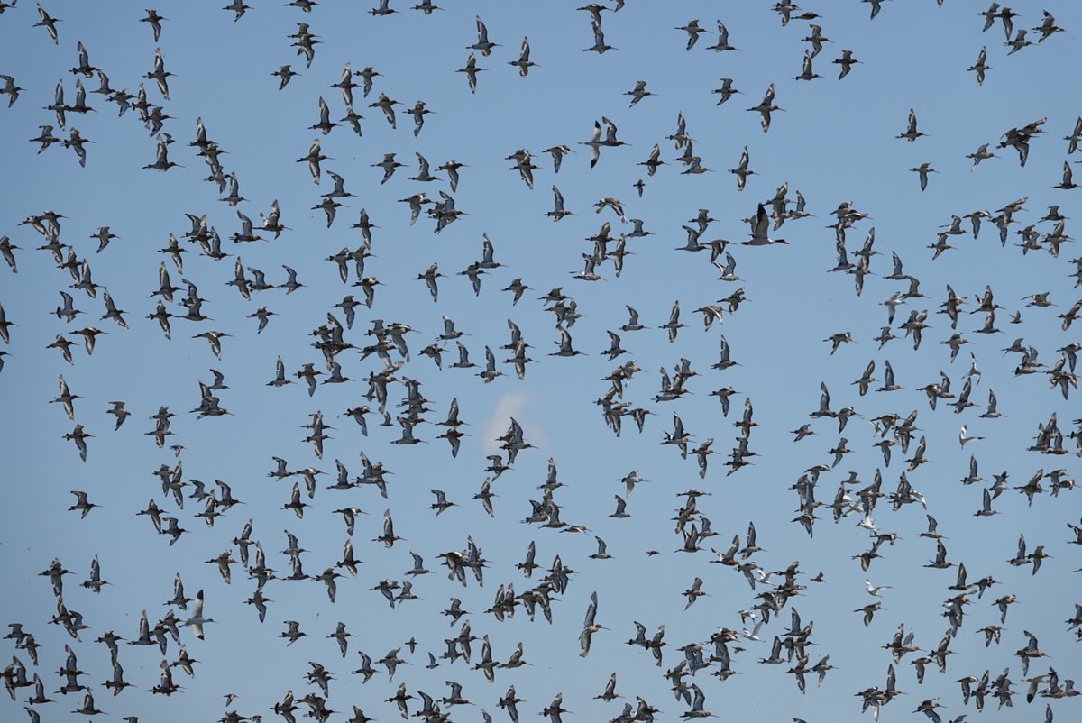 PastaMark's tweet photo. Just a few of the hundreds of waders we’ve enjoyed over the last couple of days @RSPBFrampton with @BethWiggleswor1 https://t.co/ZRP86vVBQB
