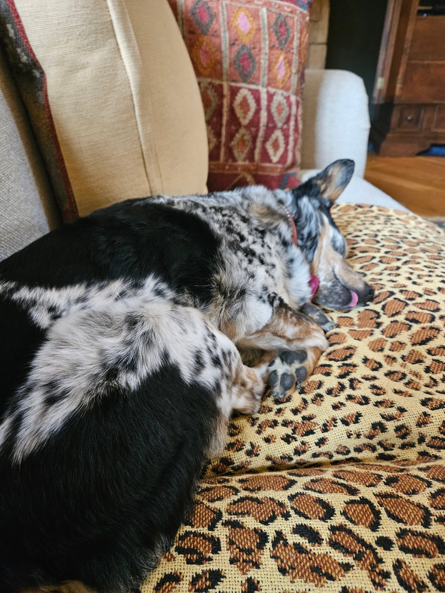 Craig_Howells's tweet image. Peaches sleeping with #TongueOutTuesday