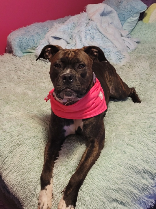 590VOCM's tweet photo. Larry just called @VOCMOpenline  looking for our help 

This is Lady,she got out Saturday night in the MUNL section of Elizabeth Ave

Bright green harness which has her name on the sides, her lead is still connected and she's got a tag on her collar.

#nltraffic 
#nllostpets https://t.co/WcJ7tJi734