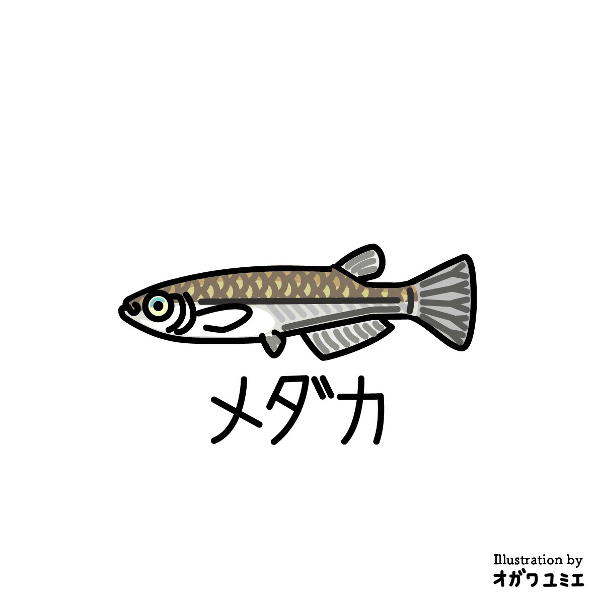 yumieooo's tweet photo. メダカ
#yumieogawa #illustration #さかな #サカナ #魚 #fish #メダカ #japanesericefish #killifish #Japanesemedaka https://t.co/4s04uhfBYV