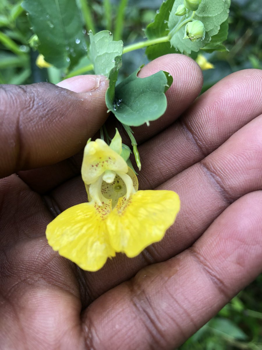 Yellow jewelweed is so pretty