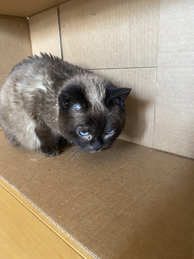 ForeverKitten's tweet photo. Never mind it was my own fuzz https://t.co/cLmqdAnbUE