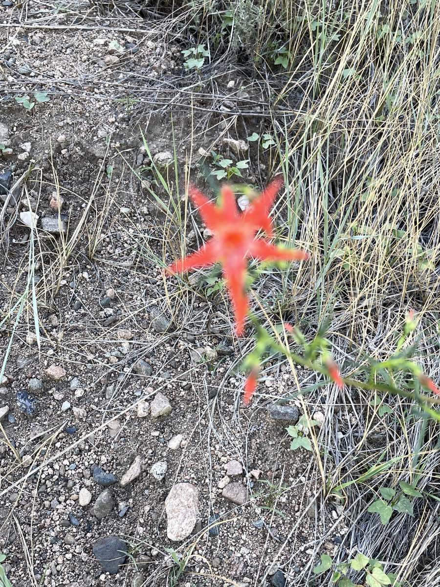 Wildflower walk in Az  always something blooming in waste lands #flower #wildflowers #azlife #azwildflowers #wildflowerwatch #bloom