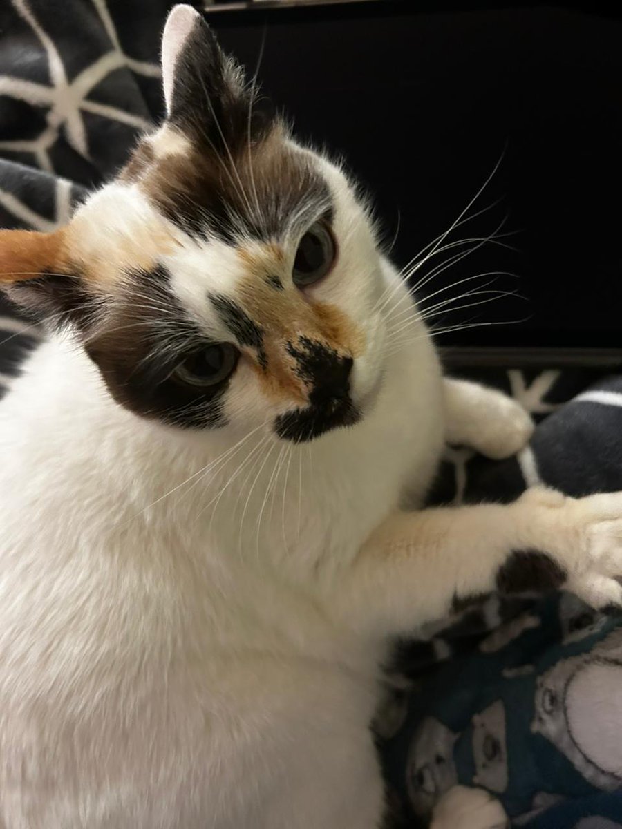 Ayuda 🆘📷<a href="/tlacodelvalle/">Tlacoquemécatl Del Valle</a>
<a href="/En_laDelValle/">En la Del Valle</a>
<a href="/NarvarteVecinos/">Del Valle/Narvarte Unidos 🌳🌺</a>
<a href="/ColDelValleBJ/">Colonia Del Valle, Benito Juarez, #CDMX</a>
<a href="/LaNapolesCdMx/">La Nápoles CdMx</a>
<a href="/InsugenSanBorja/">Insurgentes Sanborja</a>
<a href="/sanjoseinsurgen/">San José Insurgentes</a>
<a href="/InsurgentesM/">Insurgentes Mixcoac</a>
<a href="/PrrosPerdidosMX/">PerrosPerdidosMx</a>
<a href="/perrososmx/">🅿🅴🆁🆁🅾🆂🅾🆂🅼🆇</a>
<a href="/MascotasSismo/">Mascotas Sismo</a>