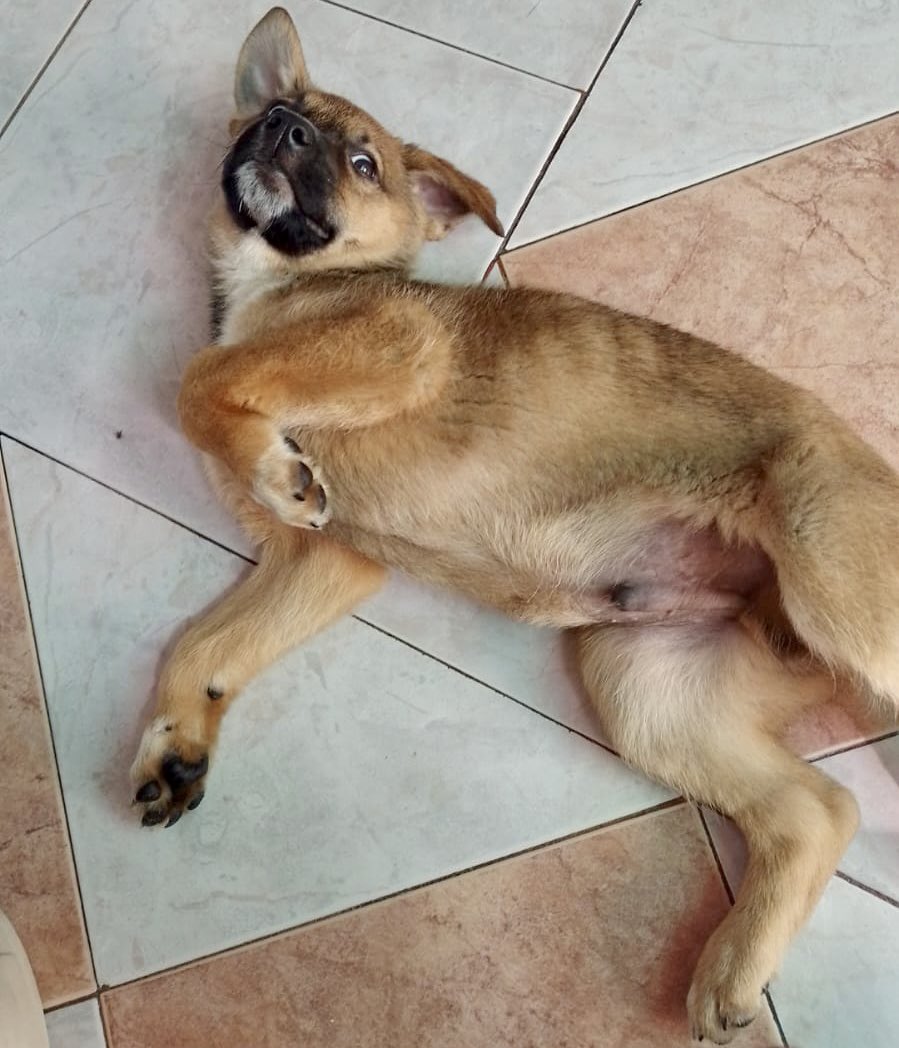 AdoptameNaucal1's tweet photo. Días! Como le explico a ZEUZ porque nadie lo adopta… RT RT hoy puede ser el gran día! @FansDeMiyagi @gabrielguerrac @azelarobinson @inakimanero @MascotasSismo @MarcelaRubiales @mmsoriano @ReneValerio_ @raquelgarzac @Satelite_Amigos @F_lomasverdes @EmilioLarrosa @MarkoEscalanteN https://t.co/BDscZsMJKk