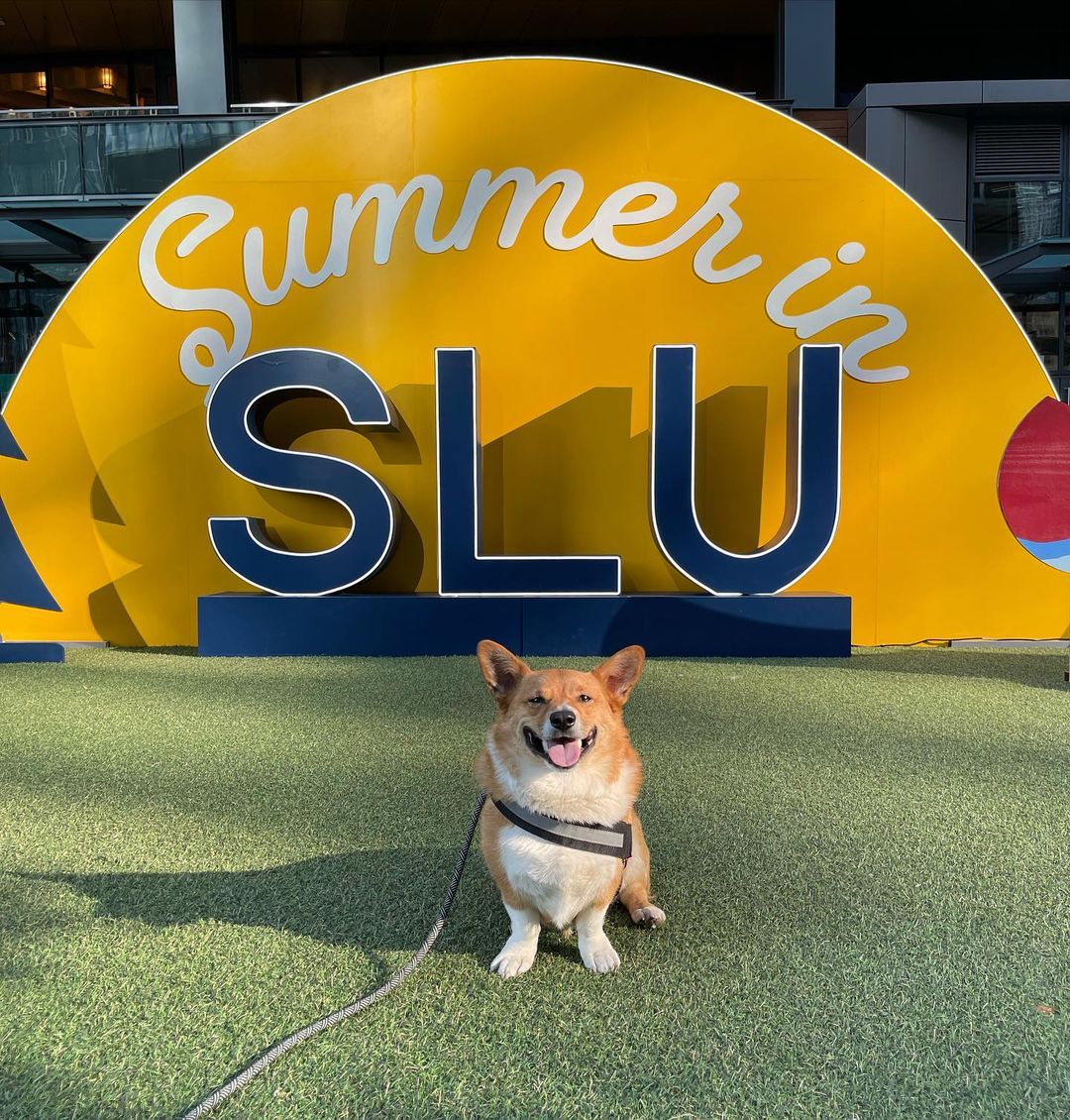 southlakeunion's tweet image. We’re feeling nothing but paw-sitive vibes 🐶✌️ Stop by Van Vorst Plaza tomorrow from 11am - 2pm to enjoy Doggie Days with your favorite furry friend! Treats, dog pools, an agility course, and so much more! 📷 : mocha_thecorgidog on Instagram #SouthLakeUnion #DogsOfSeattle