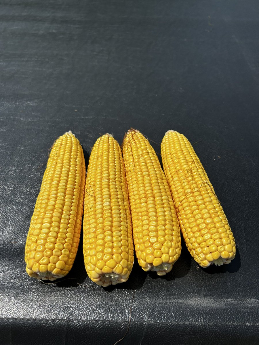 Dylan Meyer, CCA tweet media