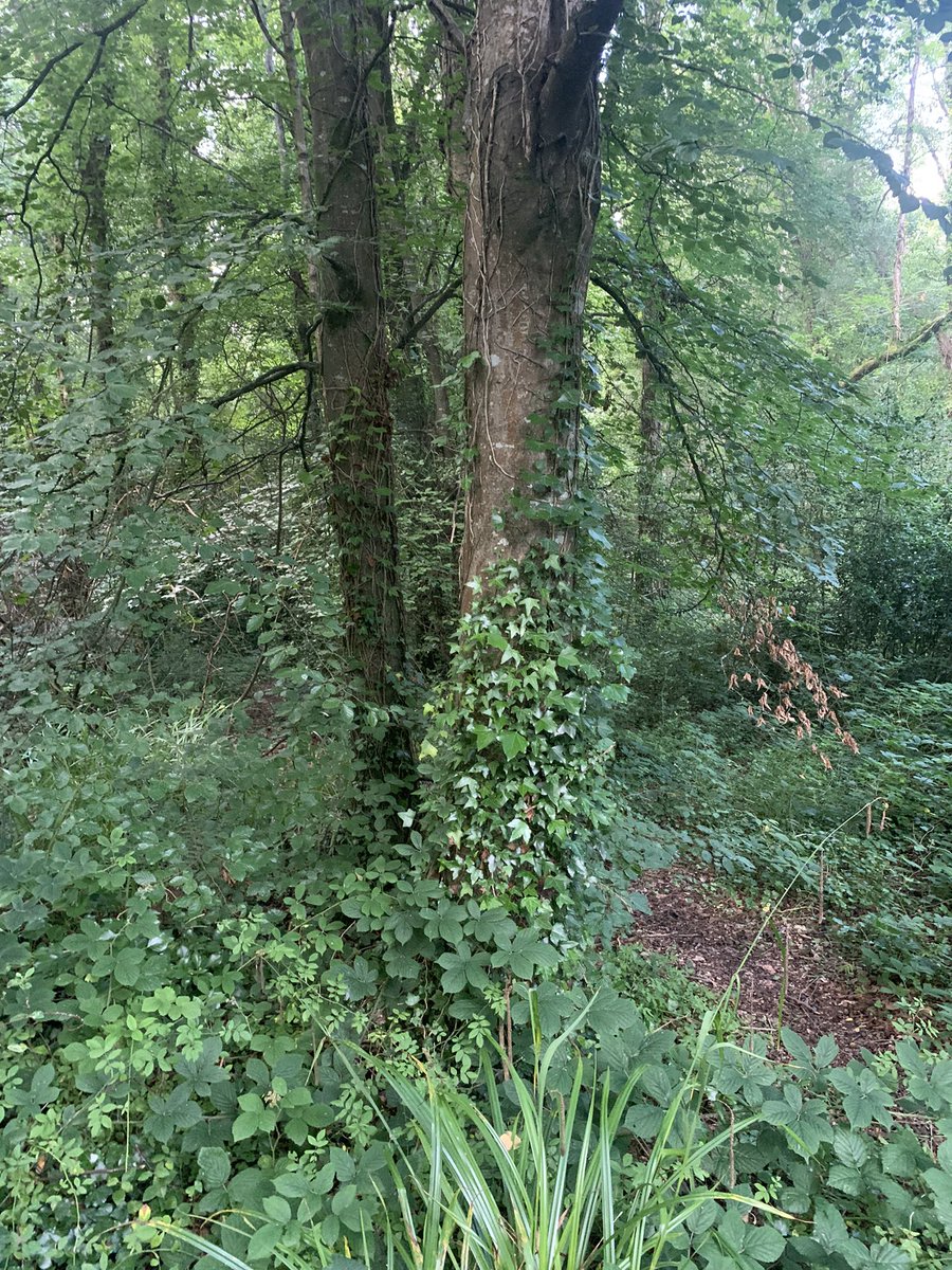 OurPositiveFuture tweet media