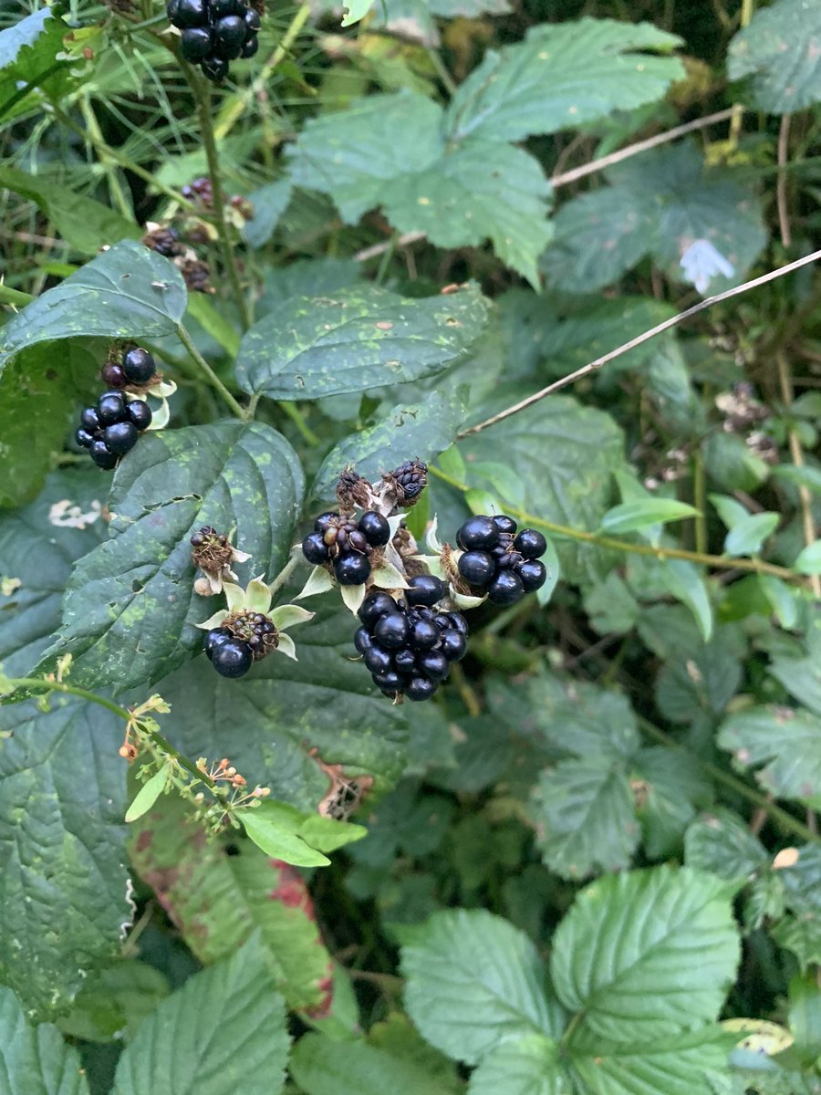 OurPositiveFuture tweet media