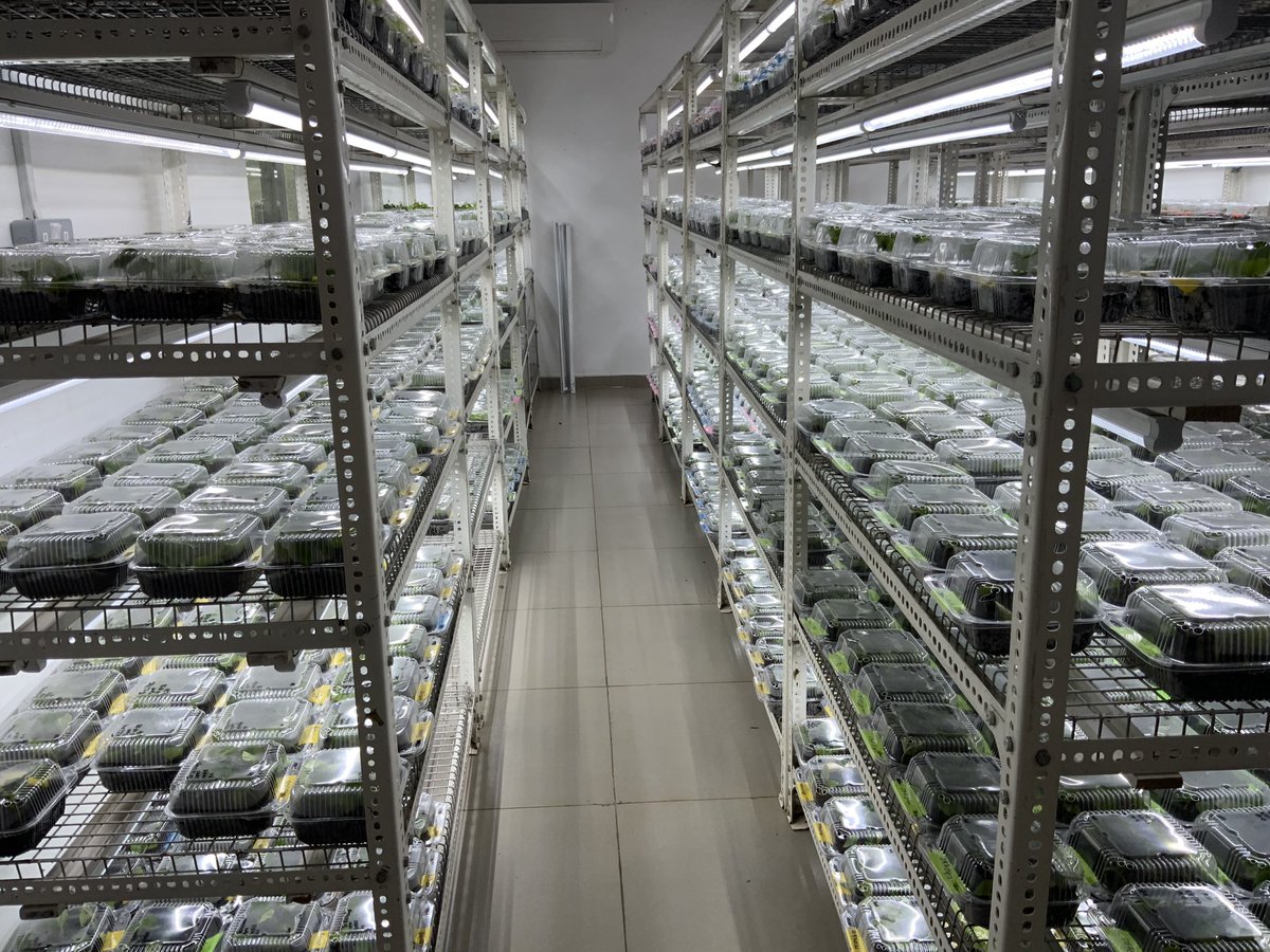 Massive yam seedling nursery <a href="/IITA_CGIAR/">IITA</a>. Efforts to accelerate genetic gain by combining vine propagation innovation and leaf sampling for genotyping to reduce cycle time.