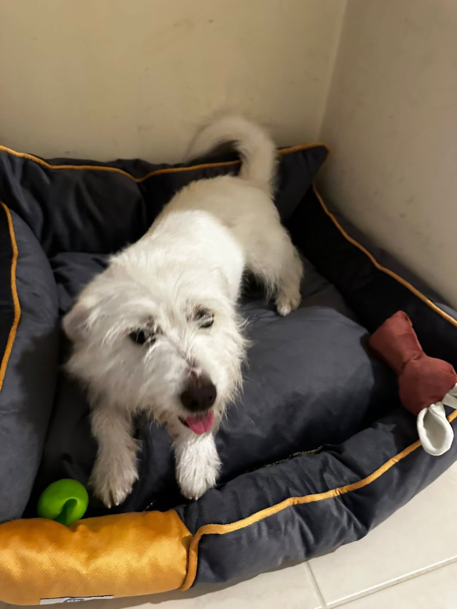 Hera 2-3 yaşlarında, tuvalet eğitimli, kısır, kedi ve köpeklerle uyumlu, kemirme huyu olmayan, 12 kiloluk bir pofuduk. İstanbul içinde yuvasını arıyoruz.