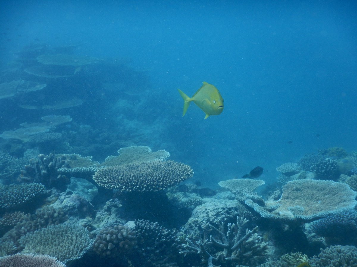 Dr. Kayla C. Hall tweet media