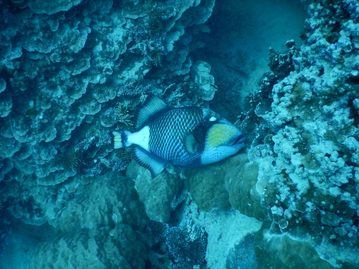 Dr. Kayla C. Hall tweet media