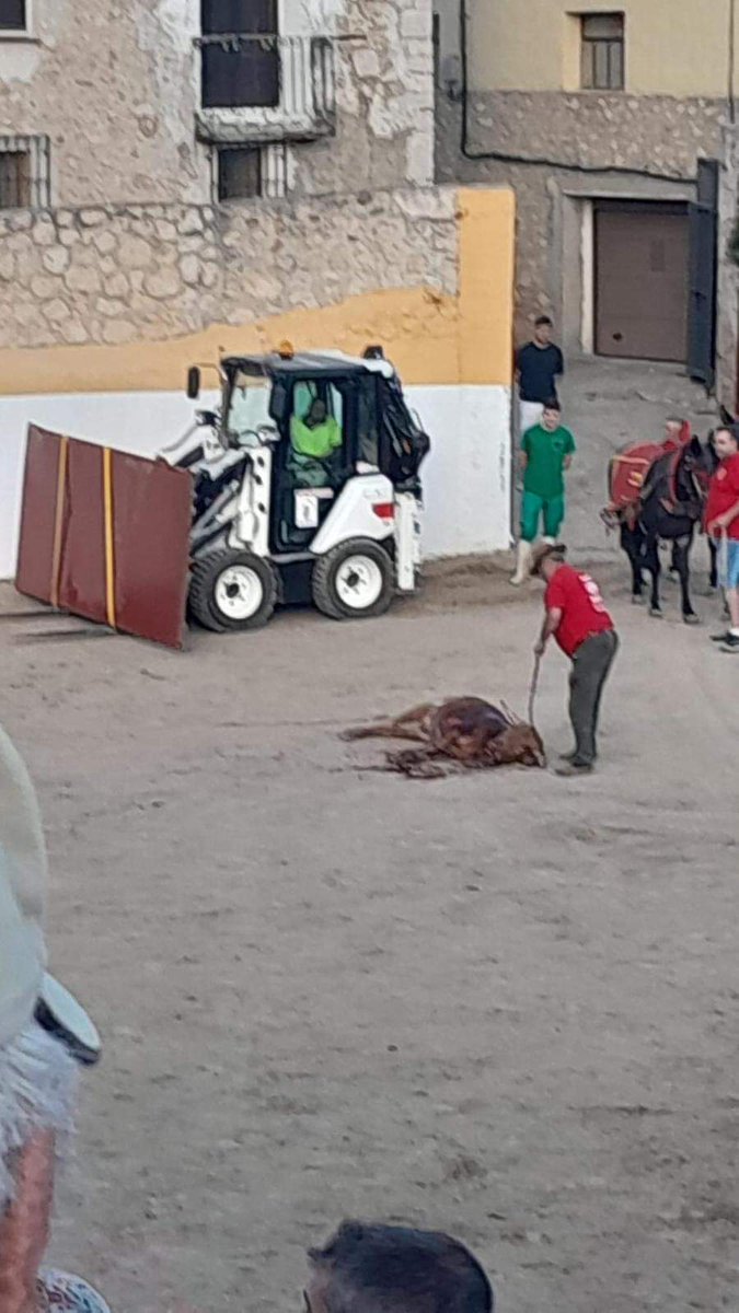 LunaJavierS's tweet photo. A este becerrito lo mataron ayer unos salvajes en Pastrana (Guadalajara).
Los que lo hicieron tendrían que ir a la cárcel, pero se Irán de rositas con leyes basura. @ppguadalajara los festejos no pueden centrarse en maltratar animales. Es vergonzoso.
Fuente: @GuAntitaurina https://t.co/kq1xkTHYuH