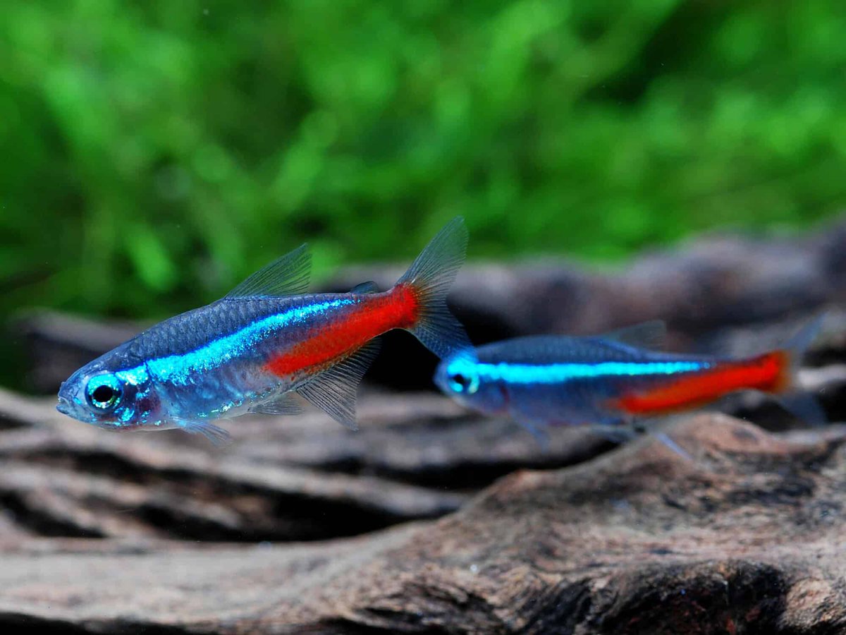 AW_SanDiego's tweet image. 🐠 Most popular freshwater fish for aquariums? Check out our top picks: bit.ly/3NTXB6B 🐠 

.
#aquaticwarehouse #fishtank #aquariumfish #freshwaterfish #freshwatertank #aquariumstore #sandiego #fishlover #aquariums #hobby