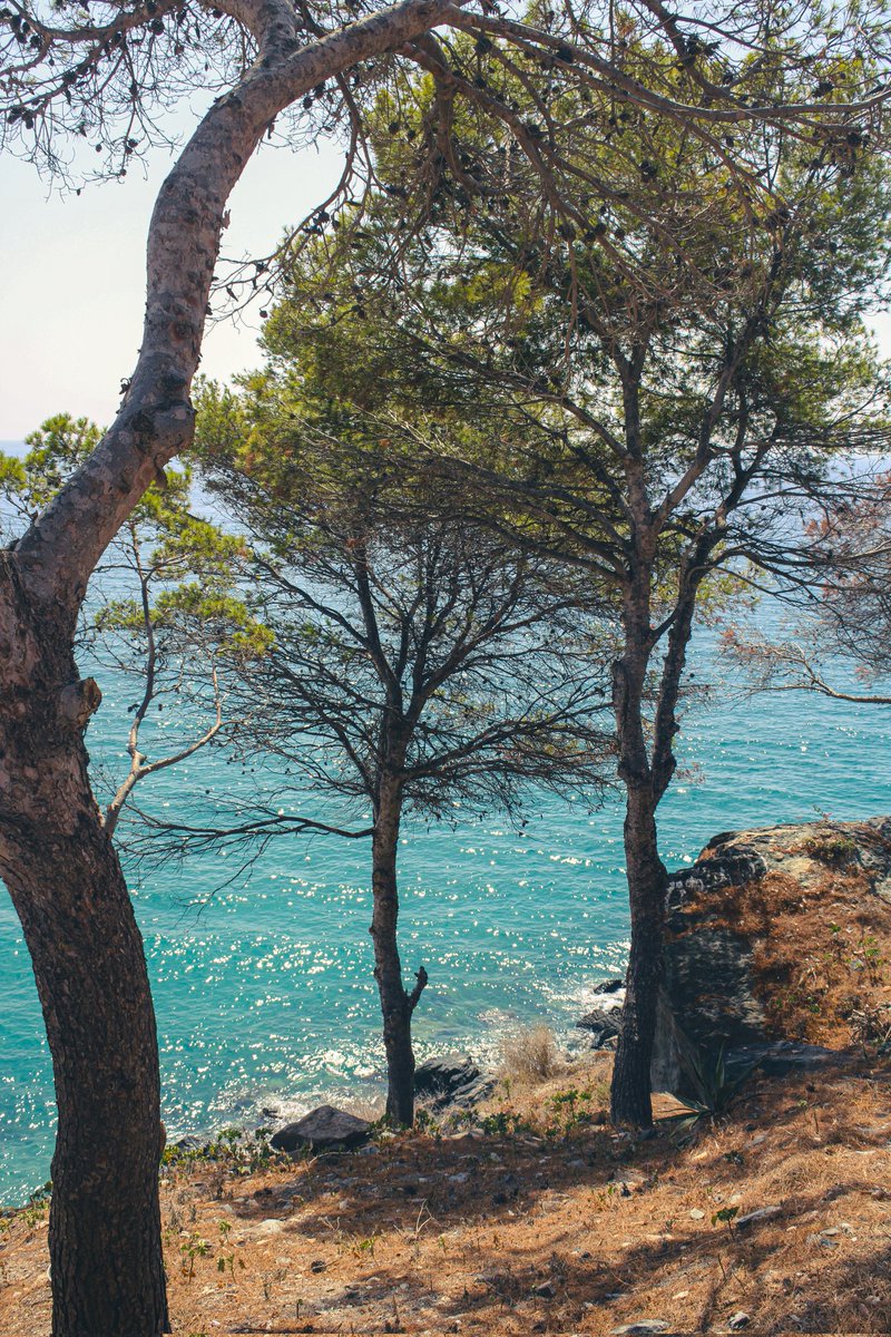 🍃🌊

#beach #naturephotography #sea #seaphotography #picture #beachphotography #tree #pic #photographyoftheday #photo #photooftheday #picoftheday #pictureoftheday #nature #like #naturephotography #sunnyday