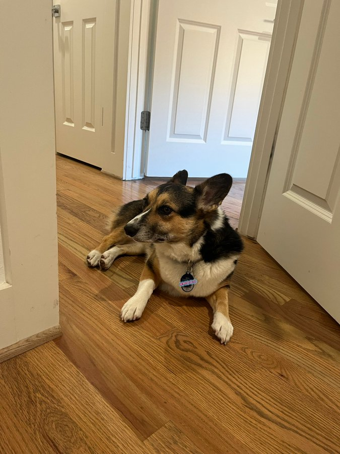 No one can pass through #CorgiCrew