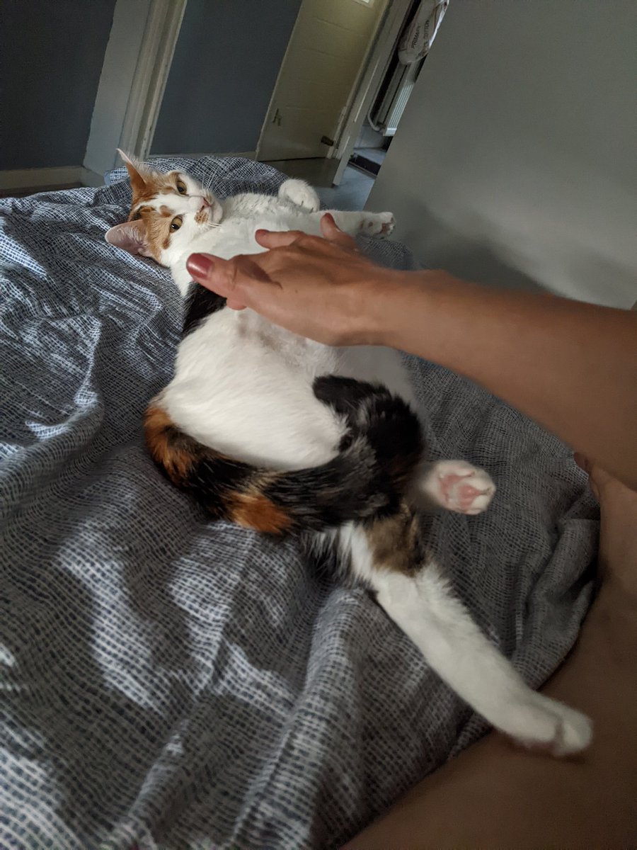 cosmoo🐨@that cat aint right tweet media