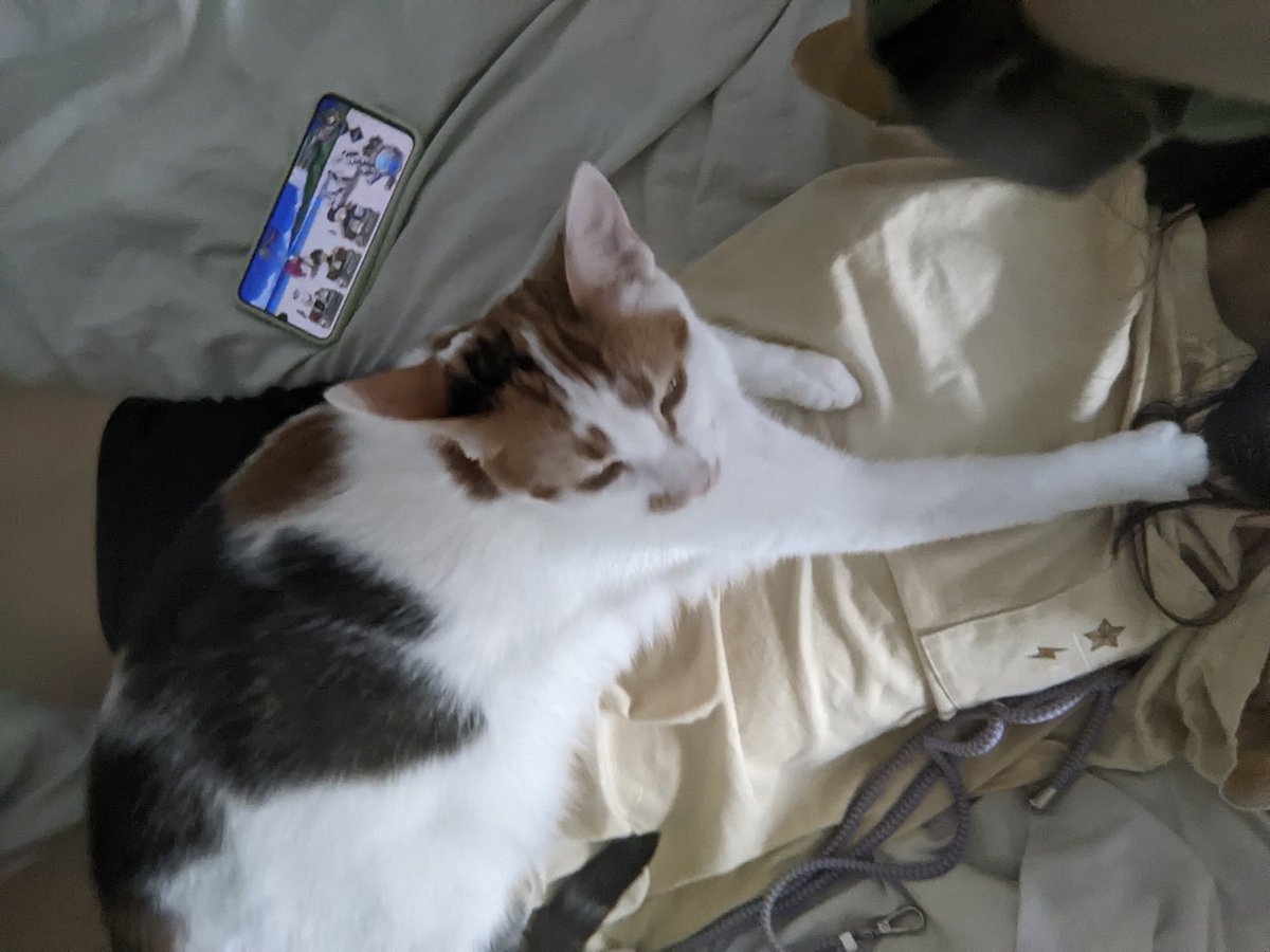 cosmoo🐨@that cat aint right tweet media