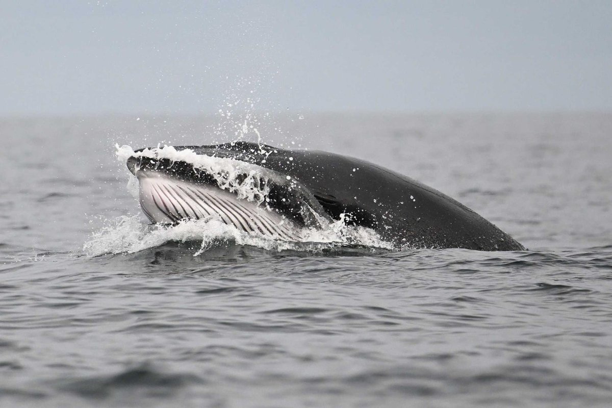 A lunge feeding Minke Whale in waters to the north of #Mull. 

📷 Ewan Miles (Aug 2023)

naturescotland.com | naturemull.com 

#WildIsles #nature_perfection #tobermory #hebrides #whalesofinstagram #scotlandexplore #scotland_insta #scotlandtravel #scotlandlover