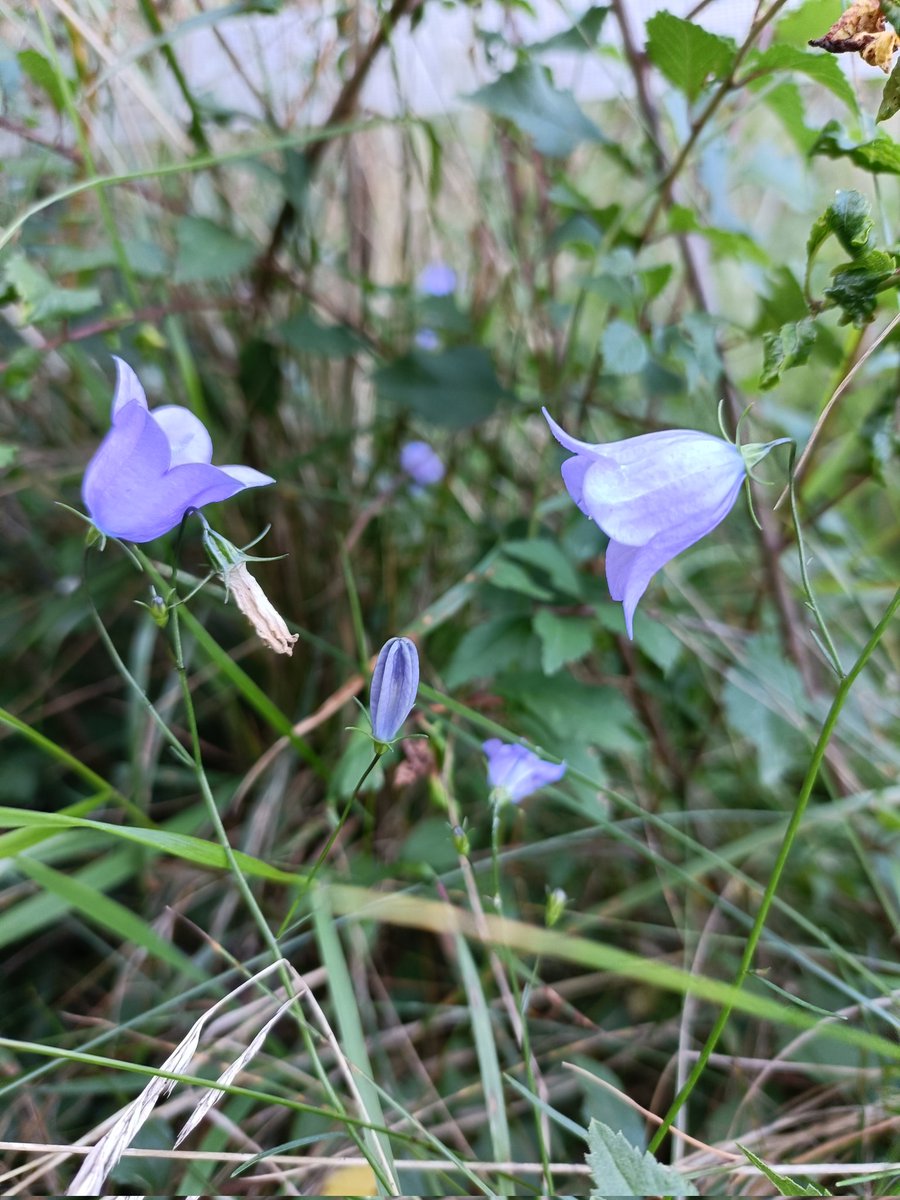 DenbyFG's tweet photo. A little late for #WildflowerHour but these elfin hats found in #Denby this evening #HarebellChallenge https://t.co/ReMfB3Srx6