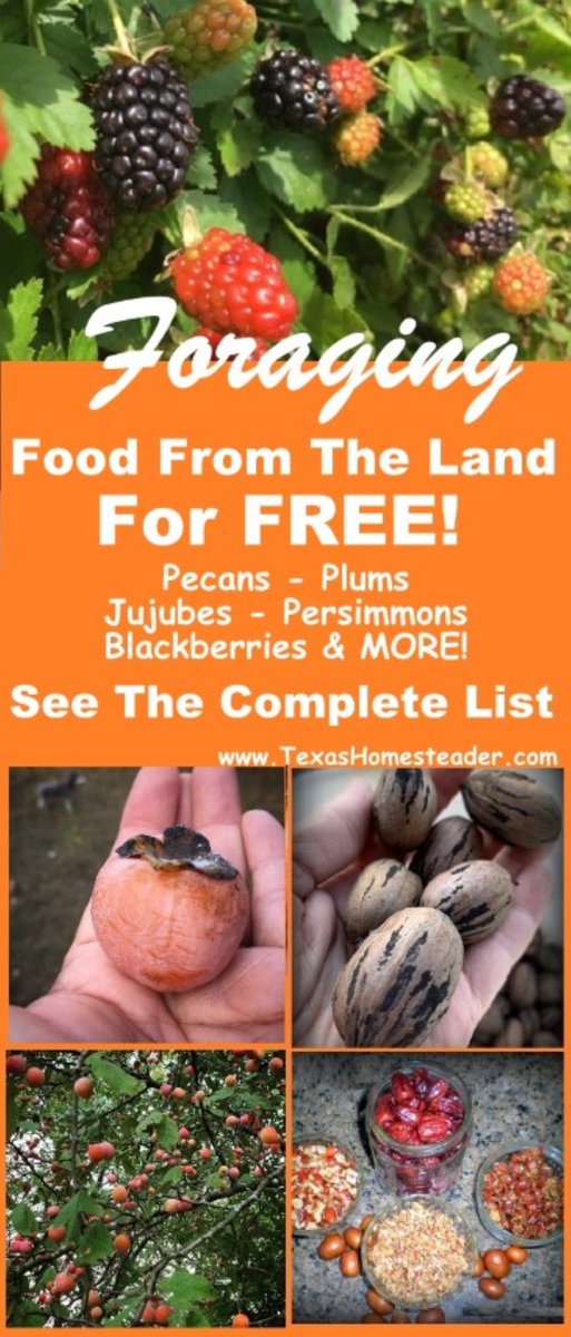 Tx_Homesteader's tweet photo. There are lots of native things growing all by themselves here that provide for us with no effort needed except the harvesting. Gotta love foraging for free food, right??
https://t.co/YvkAkct4aL
.
.
#TexasHomesteader #Forage #FreeFood #Foraging #EatForFree https://t.co/5xUvdqlAvv