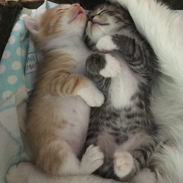 Agora eu sou pai de gatos. Conheçam o Fenrir e a Aslaug.