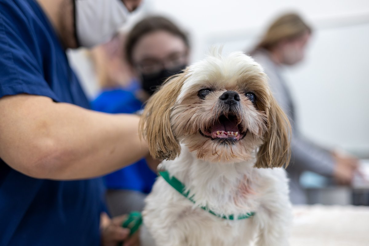 JolietJrCollege's tweet photo. Is your furry friend in need of a bath or nail trim? 🐶 Never fear! @JJC_OSA Vet Tech Club is here with a fundraiser!

Proceeds benefit JJC Vet Tech program animals.

📅 Saturday, Aug. 26
🕒 9 a.m.-2 p.m. 
📍 Main Campus, B-Building

Reserve your spot: jjcvnc@gmail.com https://t.co/lPikDzbRnw