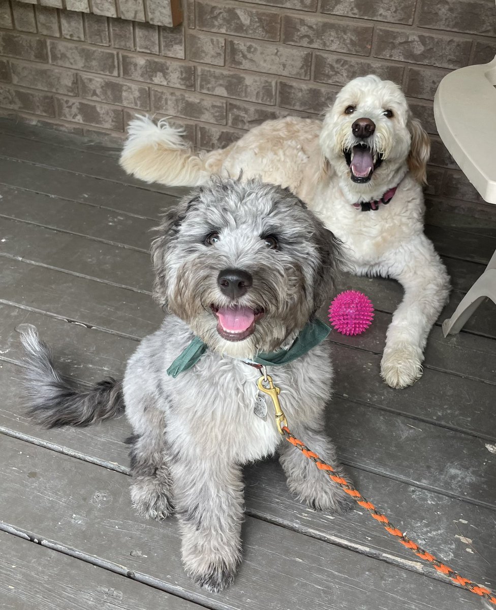 SkyeAdventures's tweet photo. Double #TongueOutTuesday with me and my little buddy Beau! 🐾💗 #SkyeBeau #dogsoftwitter https://t.co/YECabocAUL