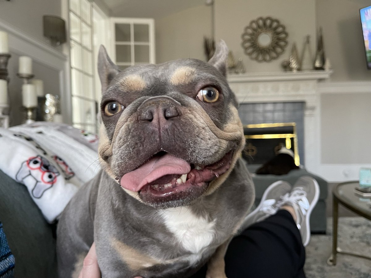 snakearm31's tweet photo. @Dogofthe_ Lola cheezin https://t.co/uESGwi5JqS
