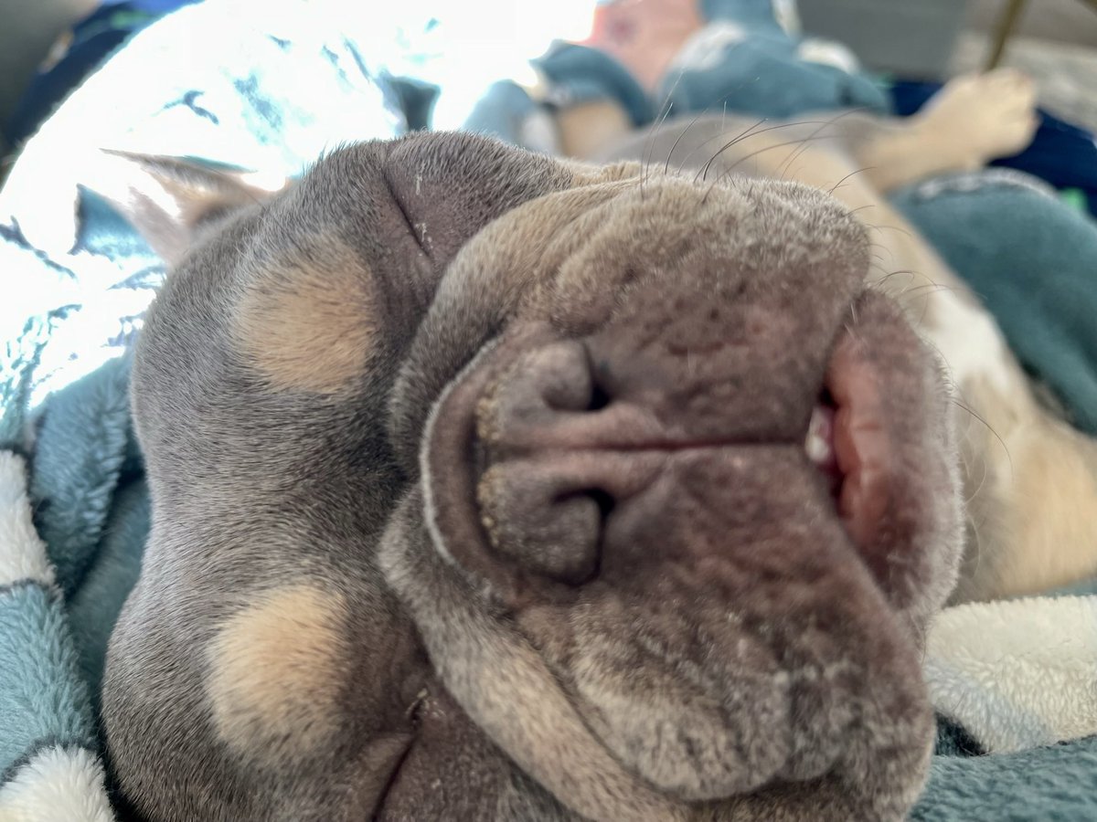 snakearm31's tweet photo. @Dogofthe_ Lola cheezin https://t.co/uESGwi5JqS
