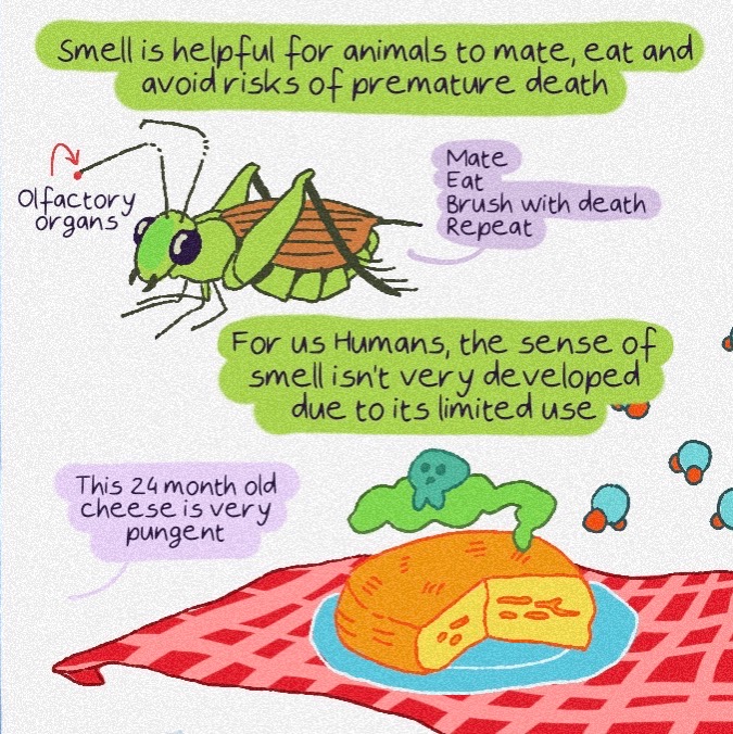Artichautte's tweet photo. New comic strip about the sense of smell 🪄
#Scicomm #SciArt #SciArtPortfolioWeek https://t.co/PvA637f92J