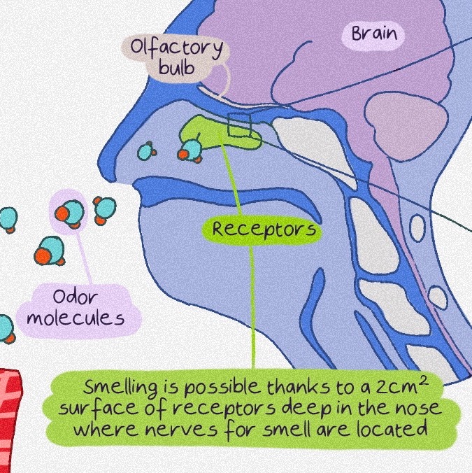 Artichautte's tweet photo. New comic strip about the sense of smell 🪄
#Scicomm #SciArt #SciArtPortfolioWeek https://t.co/PvA637f92J