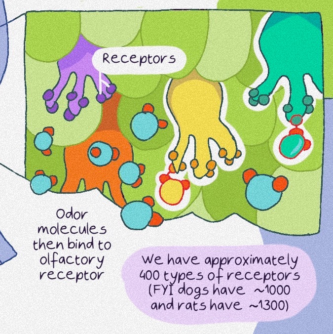 Artichautte's tweet photo. New comic strip about the sense of smell 🪄
#Scicomm #SciArt #SciArtPortfolioWeek https://t.co/PvA637f92J