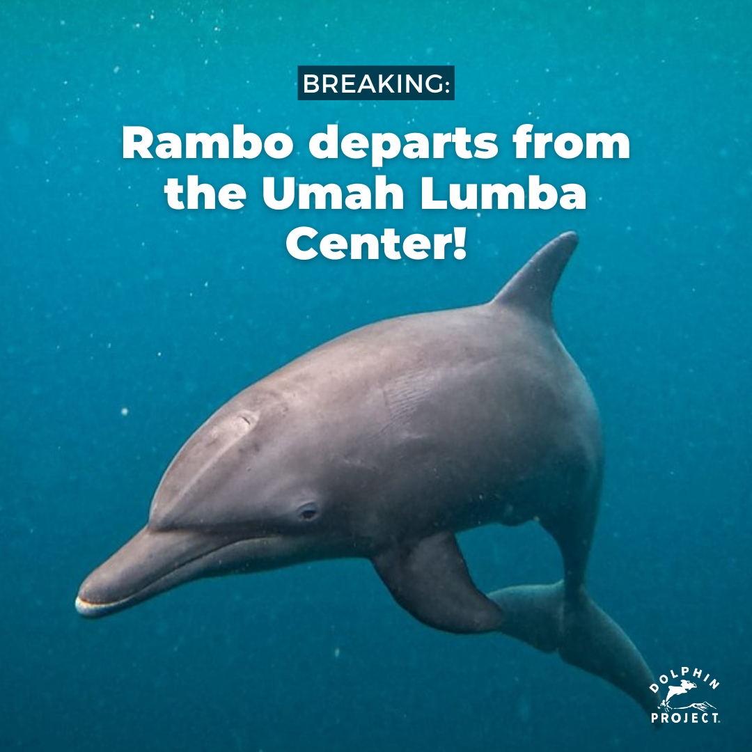 BREAKING: A little over 10 months since 3 confiscated dolphins were offered their freedom, Rambo, the last remaining dolphin residing near the release site has chosen to depart. All signs point to Rambo joining up with a wild pod: bit.ly/3DWf6jC 🐬 
#DolphinProject