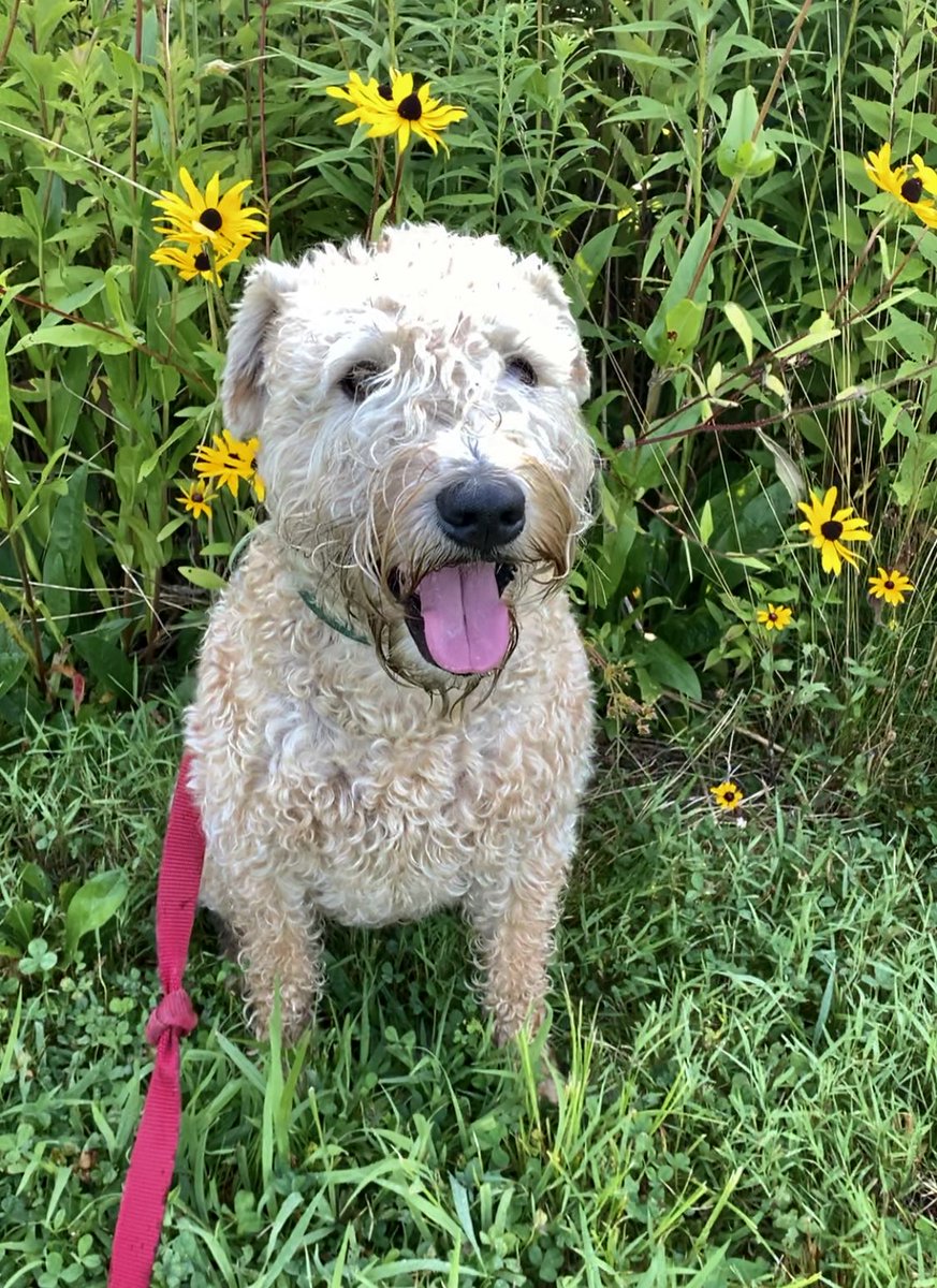 What’s better than a Black Eyed Susan?  They are pretty and brave!  Upon seeing me, none got up and ran!  Poetry is hard!
😛🌻😛🌻😛🌻😛🌻😛🌻😛
#wheatenterrier #TOT #poetry #blackeyedsusan