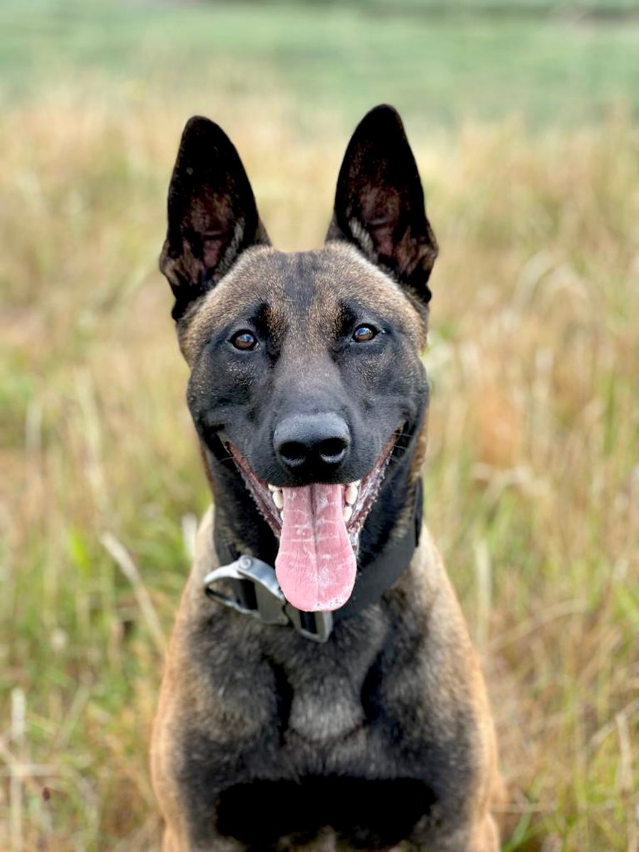 ChNW Police Dogs tweet media
