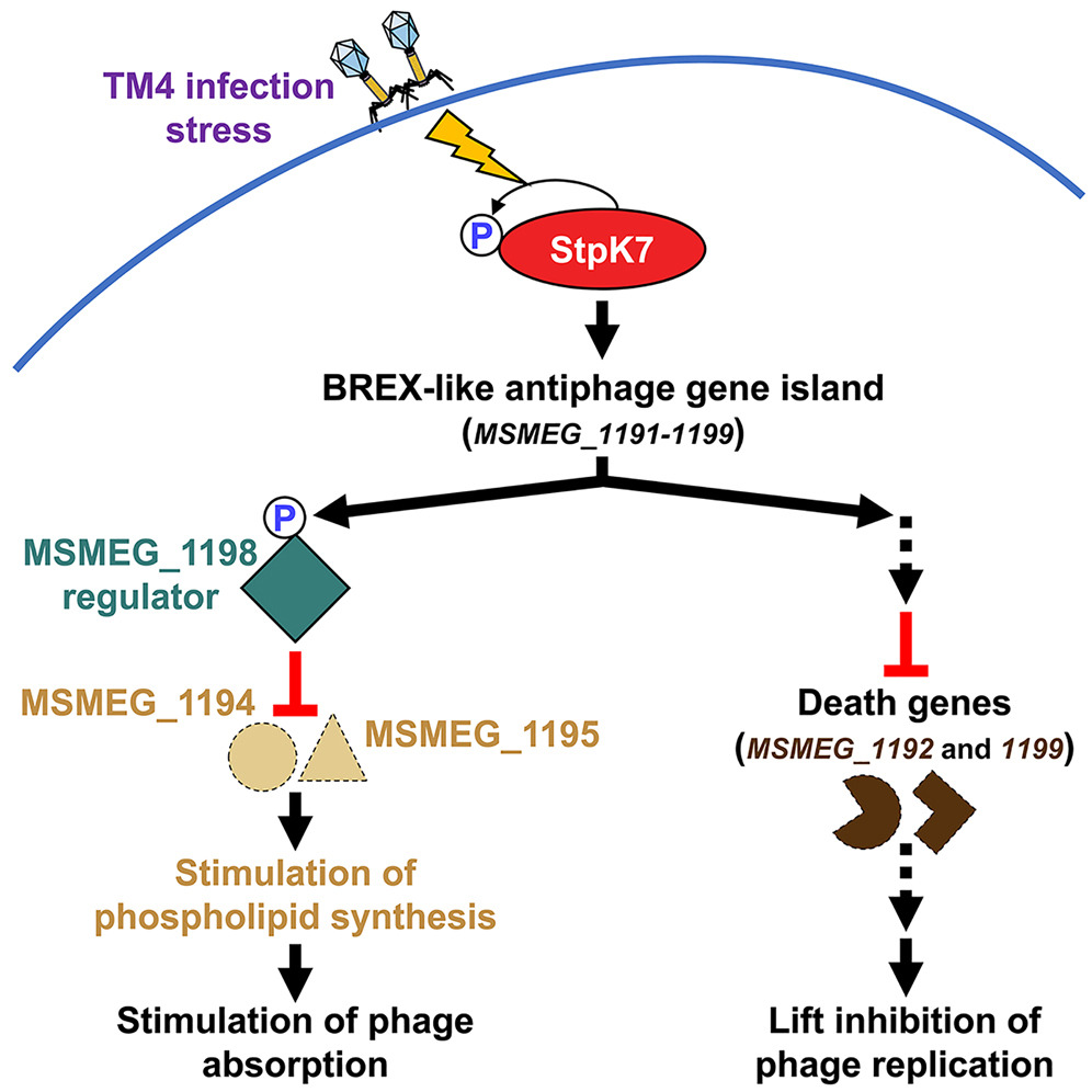 Cell Host & Microbe tweet media