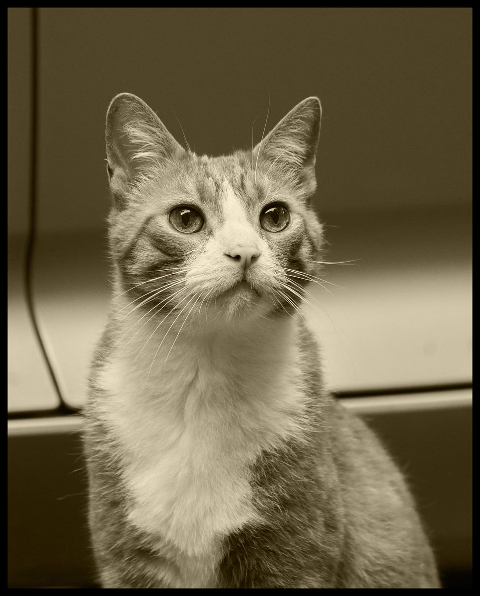 Jon Bon Chovie tweet media