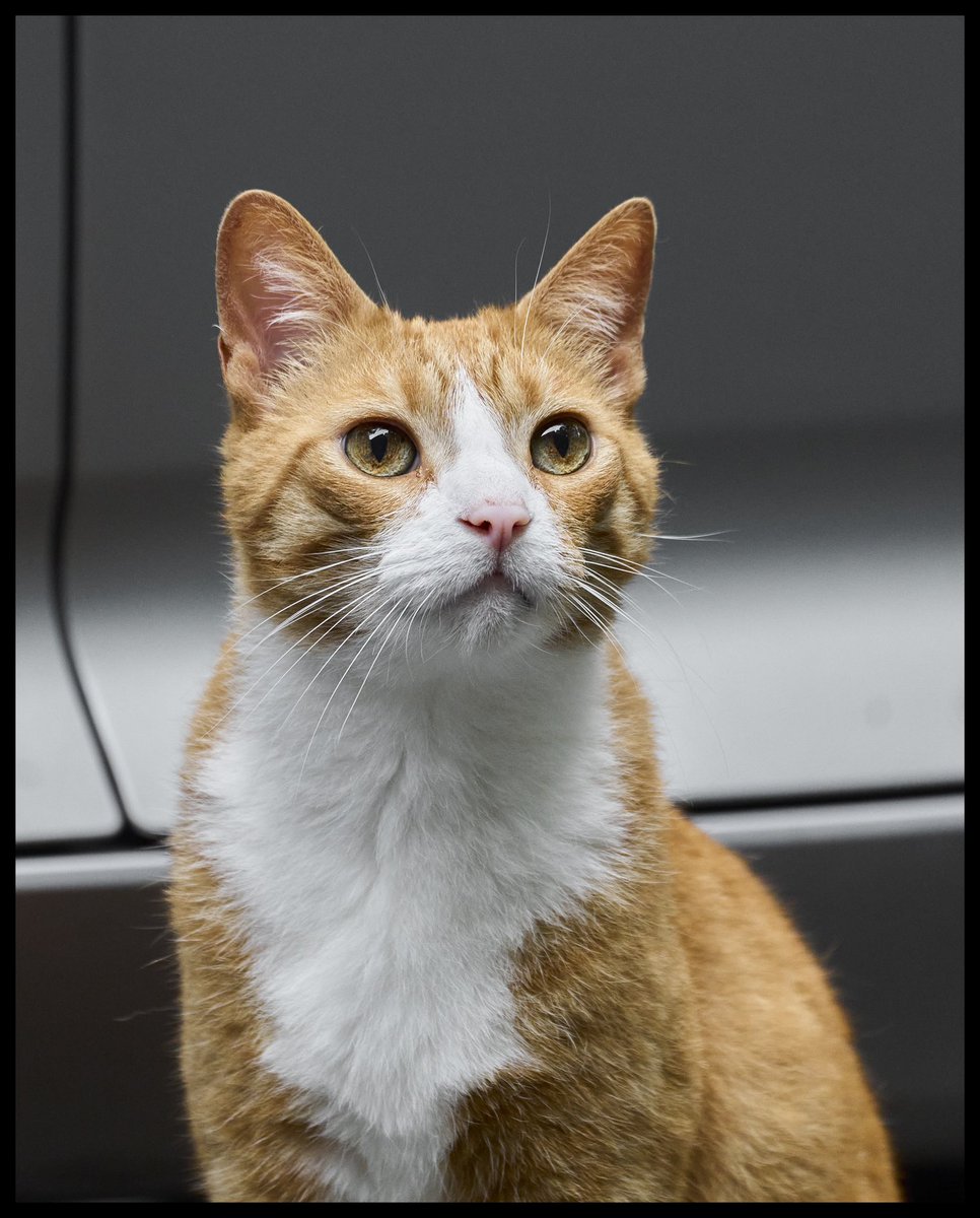 Jon Bon Chovie tweet media