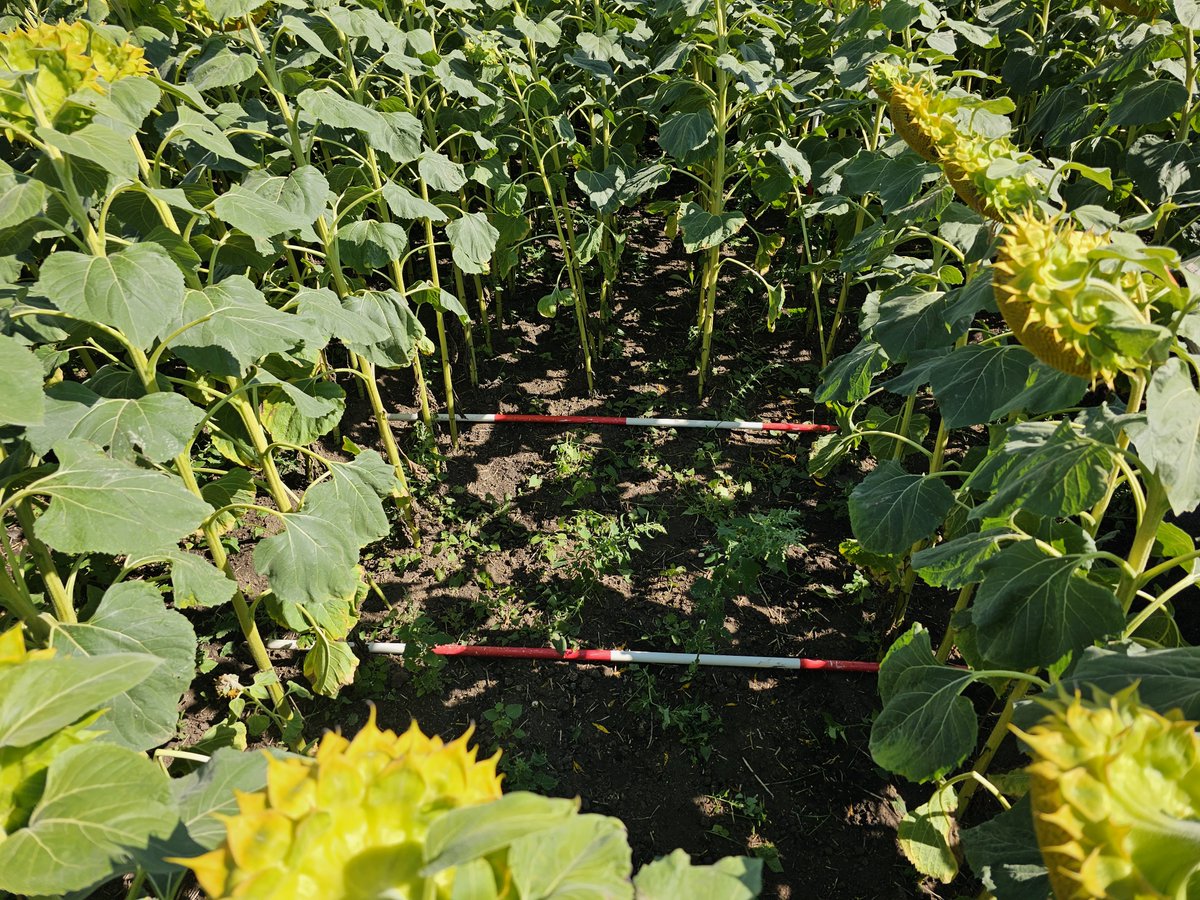 ICOS Germany tweet media