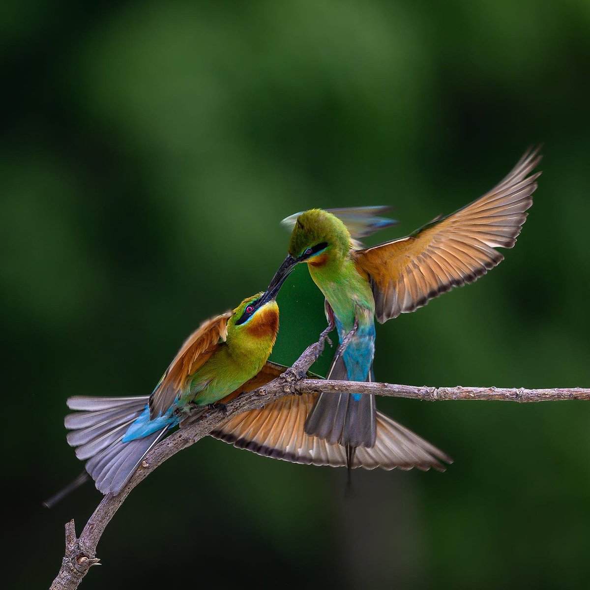 Love in the air 
Bird ID: Blue-tailed bee-eater
Camera: Nikon Z9, 500pf
Location: West Bengal, India.
#indiaves #bbewildlifepotd #natgeoindia
#NatGeo #ThePhotoHour #BirdsSeenin2023 #birds #bbceart #amazingnature