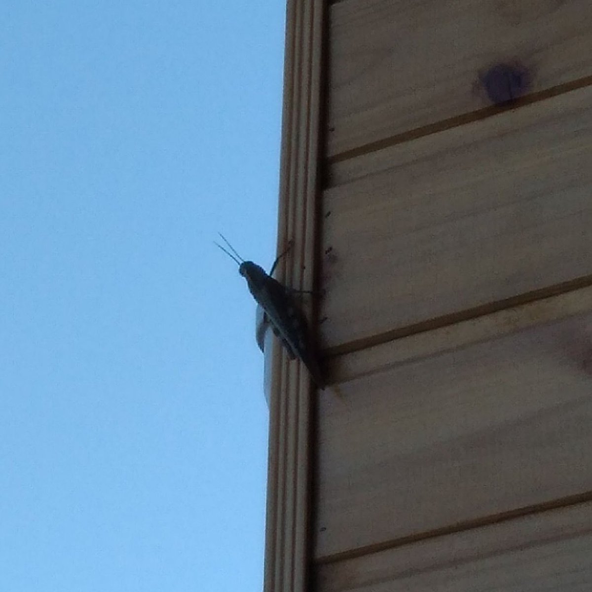 Nerdeyse 10cm uzunluğunda. Korkudan yakınlaşamadım