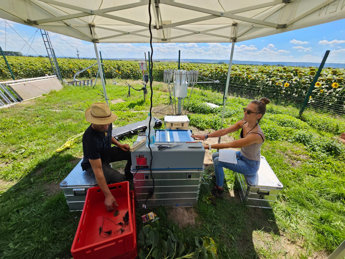 It is this time of the year... with sunflower at ICOS crop site DE-Geb!
Gebesee field crew in action - GAI and vegetation sampling for Leaf Mass Area and Nutrient Analysis.
👍😎🌻
