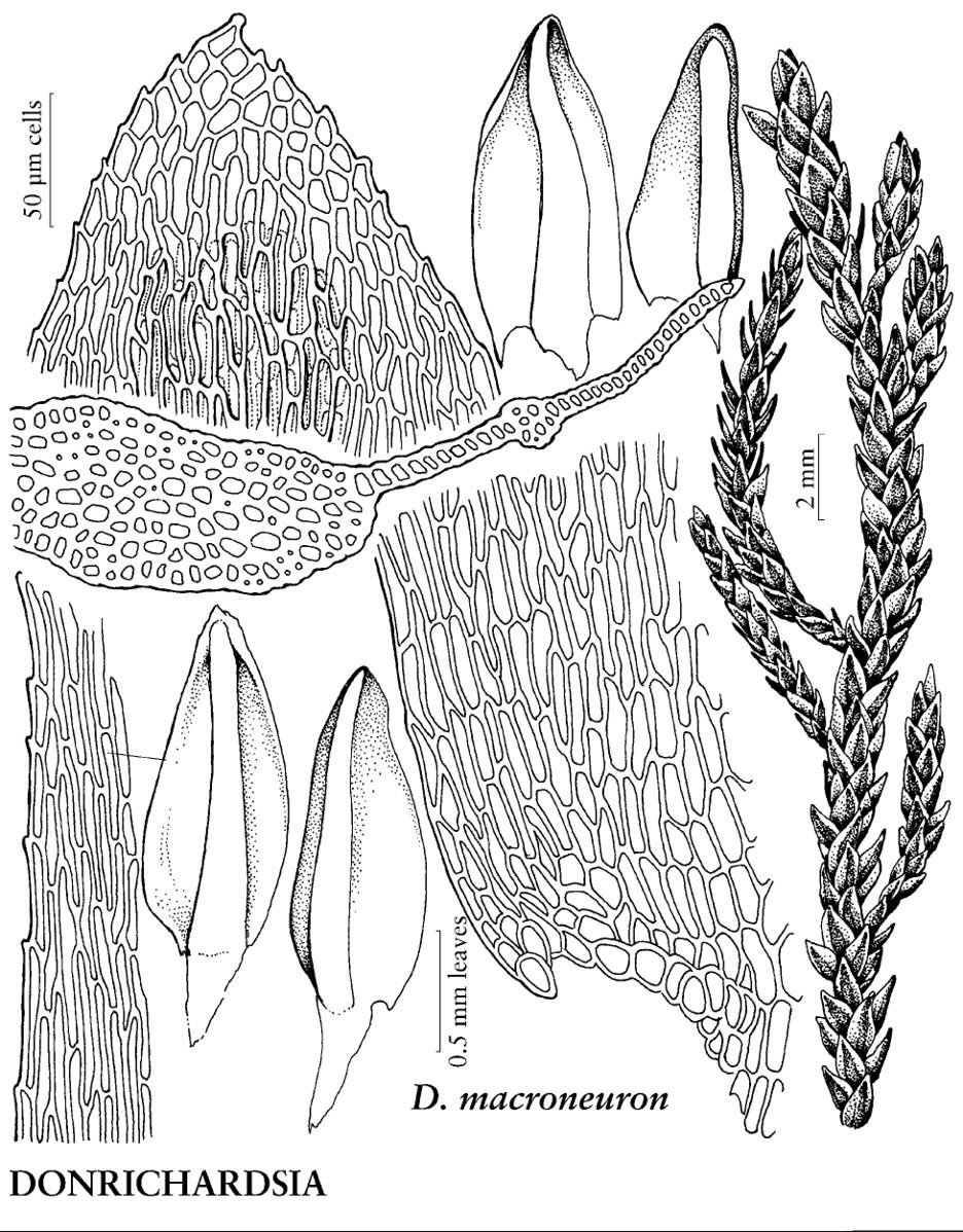 Did you know that in April 2023, Donrichardsia macroneuron became the first moss species federally listed by the USFWS?

Found in only one small spring in Central Texas, it faces risks from polluted water and likely extremely low genetic diversity 

federalregister.gov/documents/2023…