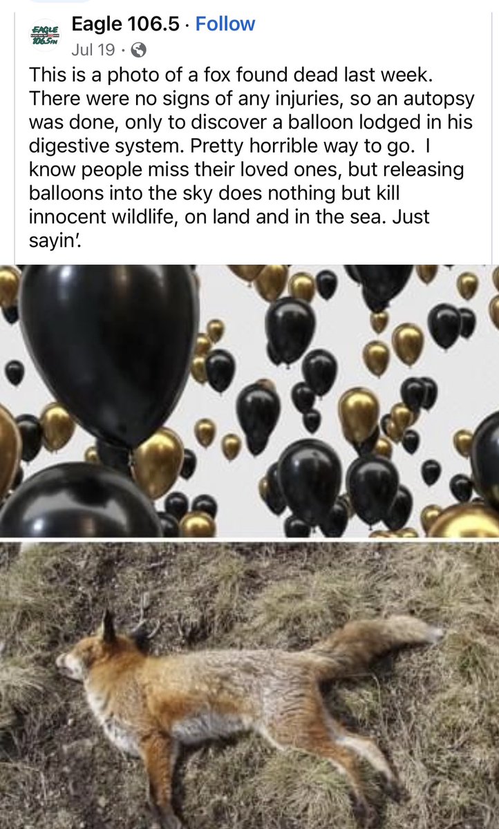 clhotson's tweet photo. Memorial events are important, and so is the environment. Release 🦋, plant a 🌲 , make a 🌸 garden, BUT please don’t release 🎈 or lanterns🏮.
#environmentalresponsibility #wildlifeconservation #eagle106 #memorial https://t.co/ysF8YzjPSe