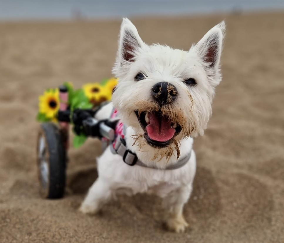 Beautiful Pumpkin is a Disabled Dog Advocate, raising awareness all over the world, as well as working as a therapy dog for people in need @InYourArea_UK @PumpkinPuppy3 @BookYourPet_ @KnebworthHouse #Lincolnshire
inyourarea.co.uk/news/pumpkin-a…